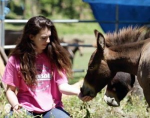 Girl feeding a donkey